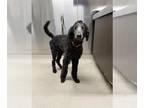 Poodle (Standard) Mix DOG FOR ADOPTION RGADN-1388206 - *POE - Poodle (Standard)
