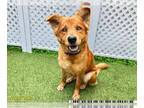 Chow Chow-Golden Retriever Mix DOG FOR ADOPTION RGADN-1388210 - ELLIE - Golden