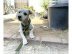 Poodle (Miniature) Mix DOG FOR ADOPTION RGADN-1388226 - Dog - Poodle (Miniature)