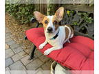 Dachshund-Parson Russell Terrier Mix DOG FOR ADOPTION RGADN-1388245 - Peanut