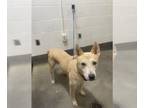 Shiba Inu Mix DOG FOR ADOPTION RGADN-1388248 - *LUCCI - Shiba Inu / Mixed (short