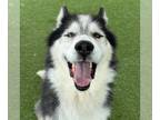 Alusky DOG FOR ADOPTION RGADN-1388249 - THOR - Siberian Husky / Alaskan Malamute