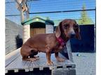 Dachshund DOG FOR ADOPTION RGADN-1388259 - MANZANITA - Dachshund (medium coat)
