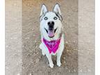 Mix DOG FOR ADOPTION RGADN-1388267 - COCO - Husky (medium coat) Dog For
