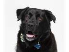 Labrador Retriever Mix DOG FOR ADOPTION RGADN-1388268 - MOSEBY - Labrador