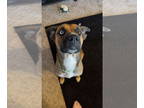 German Shepherd Dog-Siberian Husky Mix DOG FOR ADOPTION RGADN-1388272 - Jewel -