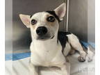 Jack Russell Terrier Mix DOG FOR ADOPTION RGADN-1388274 - Banjo - Terrier / Jack