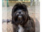 Shiranian DOG FOR ADOPTION RGADN-1388279 - Sophie - Shih Tzu / Pomeranian /