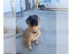 Presa Canario Mix DOG FOR ADOPTION RGADN-1388281 - SHEBA - Presa Canario / Mixed