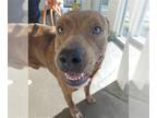 Bloodhound Mix DOG FOR ADOPTION RGADN-1388285 - A628217 - Bloodhound / Mixed