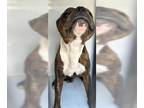 Boxer Mix DOG FOR ADOPTION RGADN-1388286 - A628220 - Boxer / Mixed (short coat)