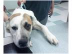 Anatolian Shepherd Mix DOG FOR ADOPTION RGADN-1388290 - MONTY - Anatolian