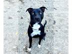 American Pit Bull Terrier Mix DOG FOR ADOPTION RGADN-1388307 - LEE - Pit Bull