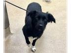 Border Collie DOG FOR ADOPTION RGADN-1388313 - OLLIE BOY - Border Collie (medium
