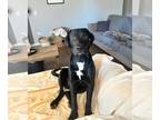 Labrador Retriever Mix DOG FOR ADOPTION RGADN-1388320 - Koal - Labrador