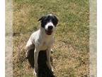 Border Collie Mix DOG FOR ADOPTION RGADN-1388341 - PUGSLEY - Border Collie /