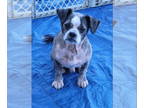 Lhasa Apso Mix DOG FOR ADOPTION RGADN-1388347 - Barsky - Lhasa Apso / Mixed Dog