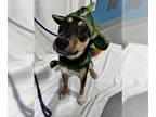 Australian Kelpie DOG FOR ADOPTION RGADN-1388348 - Sweetie - Australian Kelpie /
