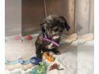 Shih Tzu Mix DOG FOR ADOPTION RGADN-1388351 - Mindie - Shih Tzu / Mixed Dog For