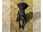 German Wirehaired Pointer-Rottweiler Mix DOG FOR ADOPTION RGADN-1388359 - Redd -