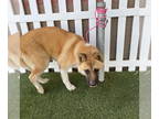 Akita Mix DOG FOR ADOPTION RGADN-1388366 - *KONA - Akita / Mixed (medium coat)