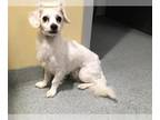 Cocker Spaniel Mix DOG FOR ADOPTION RGADN-1388370 - CARLSBAD - Cocker Spaniel /