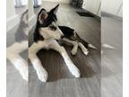 Siberian Husky DOG FOR ADOPTION RGADN-1388374 - ZEUS - Siberian Husky (medium