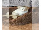Papillon DOG FOR ADOPTION RGADN-1388375 - A043656 - Papillon (medium coat) Dog