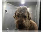 Labradoodle DOG FOR ADOPTION RGADN-1388378 - BRODY - Labrador Retriever / Poodle