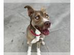 American Pit Bull Terrier Mix DOG FOR ADOPTION RGADN-1388379 - LOCO MOCO - Pit