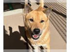 Australian Cattle Dog Mix DOG FOR ADOPTION RGADN-1388380 - JACK-O-LANTERN -