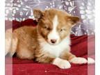 Siberian Husky Mix DOG FOR ADOPTION RGADN-1388389 - Mama Delani Pup - Fancy -