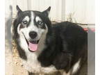 Mix DOG FOR ADOPTION RGADN-1388391 - Mama Delani - Husky Dog For Adoption