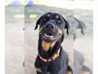 Rottweiler DOG FOR ADOPTION RGADN-1388401 - Tilly - Rottweiler Dog For Adoption