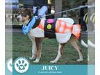 Australian Shepherd Mix DOG FOR ADOPTION RGADN-1388407 - Juicy (Jabberwockies)