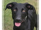 German Shorthaired Pointer Mix DOG FOR ADOPTION RGADN-1388427 - Diamondback -
