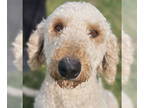 Golden Retriever Mix DOG FOR ADOPTION RGADN-1388429 - Doodle - Golden Retriever
