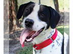 Pointer Mix DOG FOR ADOPTION RGADN-1388432 - Hank - Pointer / Terrier / Mixed