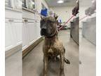 Presa Canario DOG FOR ADOPTION RGADN-1388465 - *COLBY - Presa Canario (short