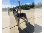 Siberian Husky DOG FOR ADOPTION RGADN-1388467 - *YABA - Siberian Husky (short