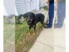 Shepradors DOG FOR ADOPTION RGADN-1388469 - *FRANKENSTEIN - Labrador Retriever /