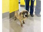 Border Terrier Mix DOG FOR ADOPTION RGADN-1388471 - *BIRCH - Border Terrier /