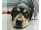 Rottweiler DOG FOR ADOPTION RGADN-1388477 - Good Ol'Hambone 60532 - Rottweiler