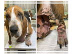 Basset Hound DOG FOR ADOPTION RGADN-1388478 - Adleigh (NOT YET AVAILABLE) -