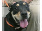 Rottweiler Mix DOG FOR ADOPTION RGADN-1388479 - Basil Bandido 60513 - Rottweiler