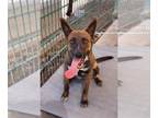 Australian Kelpie Mix DOG FOR ADOPTION RGADN-1388482 - Piper - Belgian Shepherd