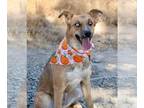 Australian Shepherd Mix DOG FOR ADOPTION RGADN-1388483 - Pippa - Australian