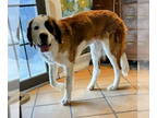 Saint Bernard DOG FOR ADOPTION RGADN-1388485 - Tahira - Saint Bernard Dog For