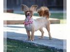 Paperanian DOG FOR ADOPTION RGADN-1388487 - Ginger Spice - Papillon / Pomeranian