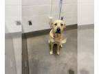 Labrador Retriever Mix DOG FOR ADOPTION RGADN-1388491 - KIRA - Labrador